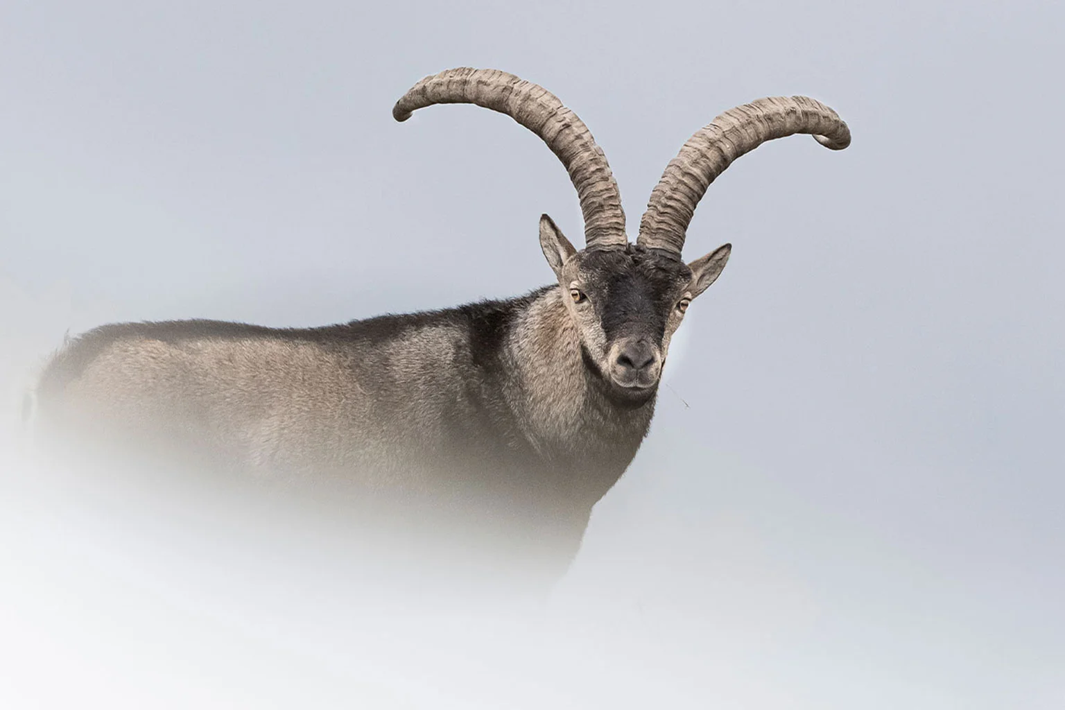 Cabra montés - Fotografía de la cabra montés - Wildmoral
