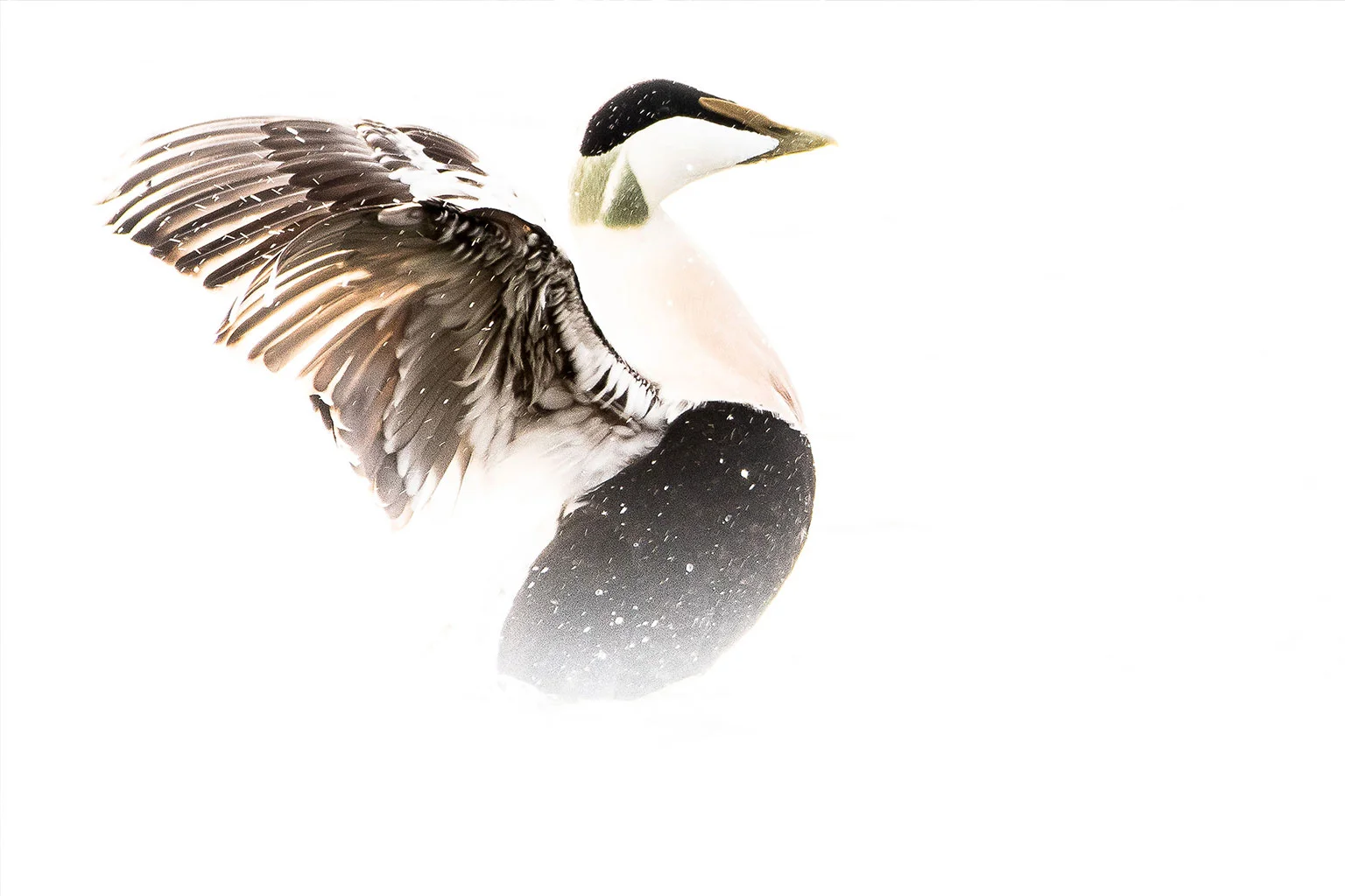 Eider común - Observación de aves - Wildmoral