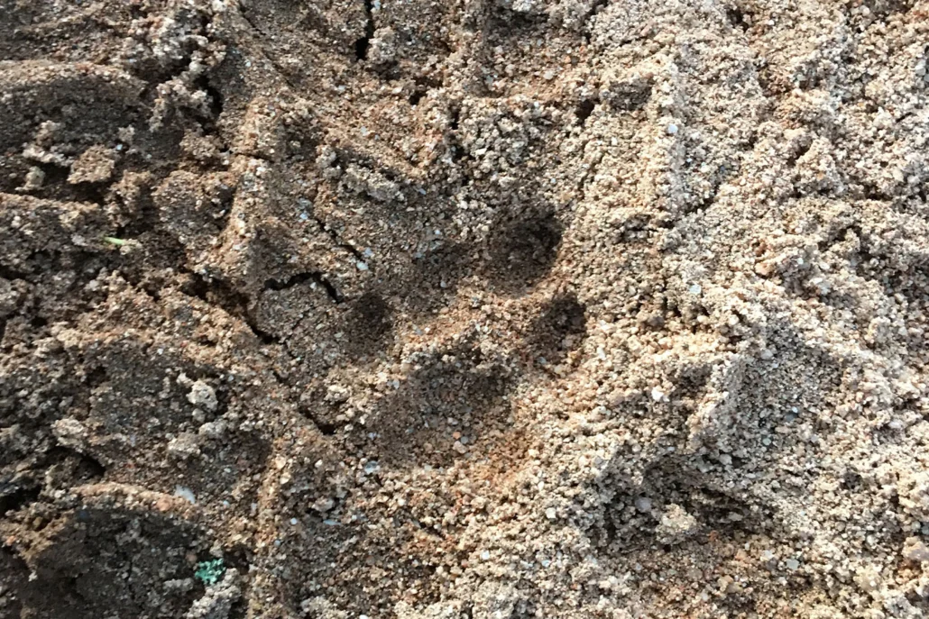 Hide de lince ibérico, Wildmoral