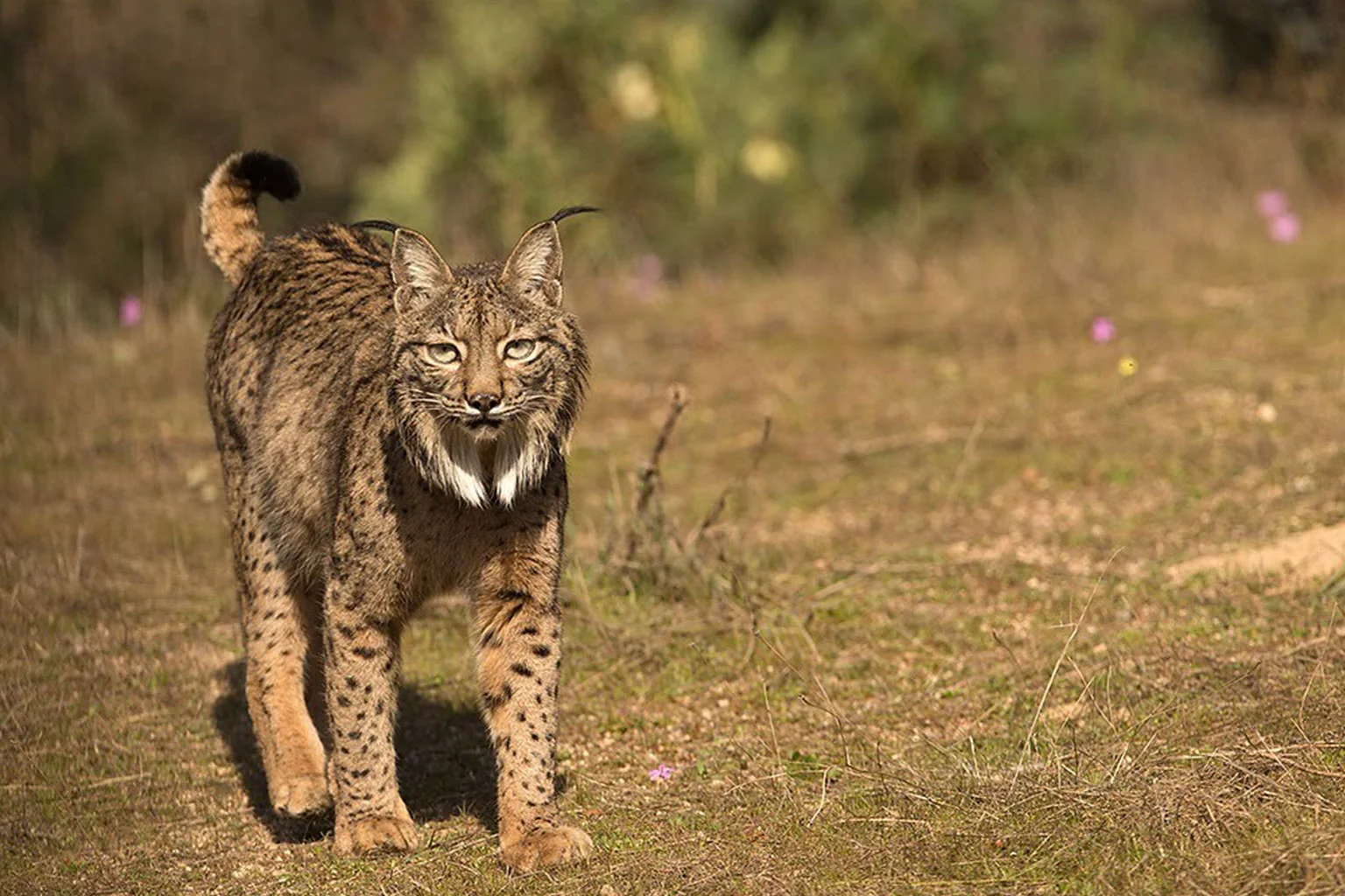 Lince ibérico - Observación del lince ibérico - Wildmoral