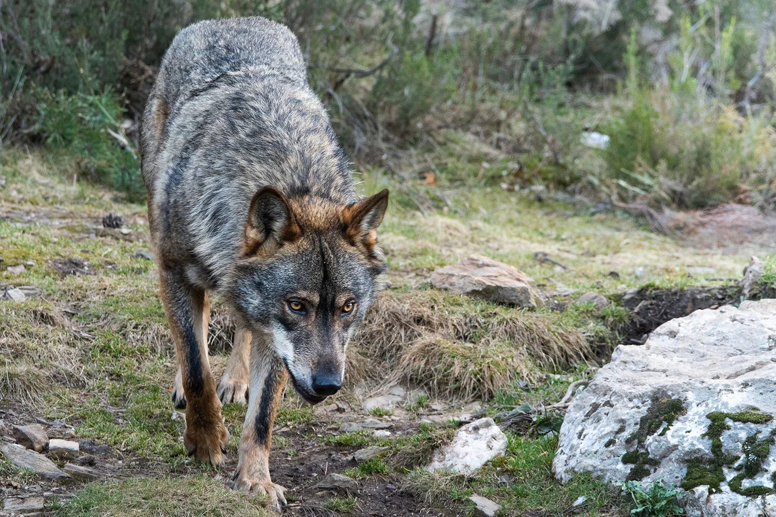 Lobo ibérico - Observación del lobo ibérico - Wildmoral
