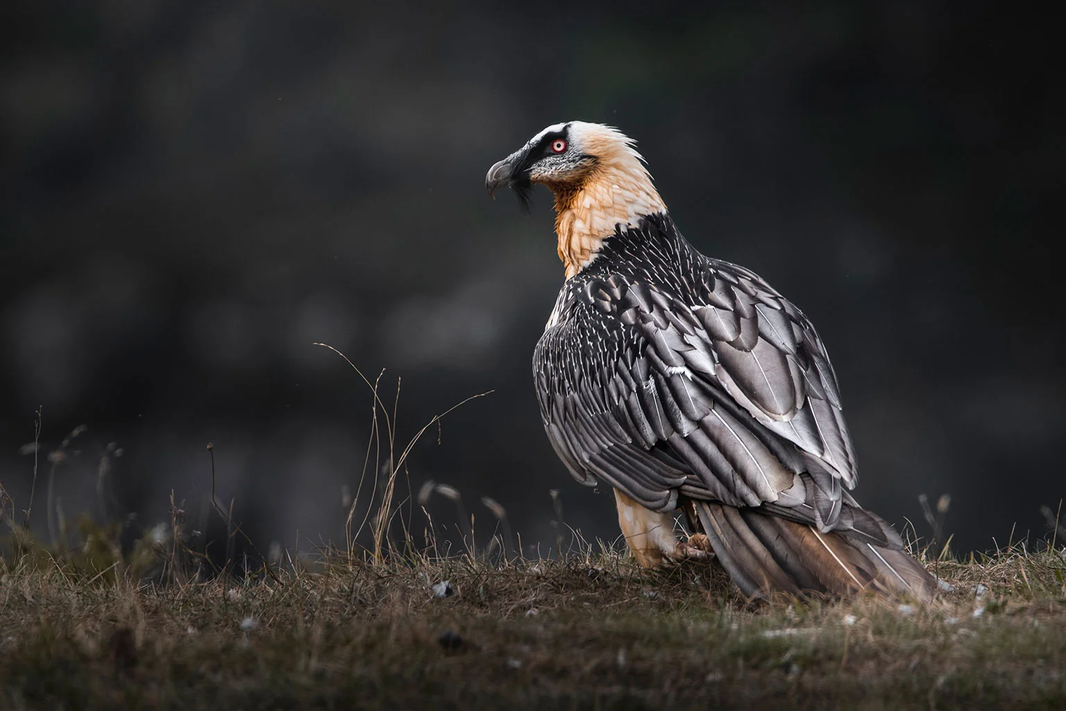 Quebrantahuesos - Viaje fotográfico de quebrantahuesos - Observación de aves - Wildmoral