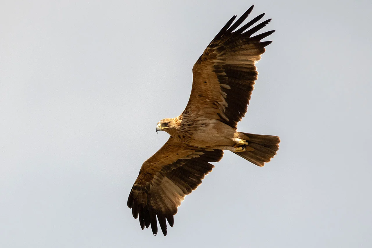 Águila imperial - Observación de aves - Wildmoral