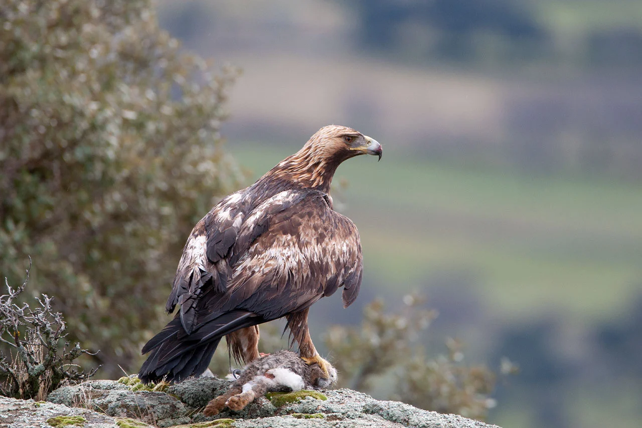Águila real - Observación de aves - Wildmoral