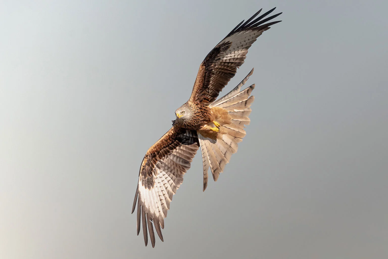 Milano real - Hide Victoria - Hide de rapaces - Wildmoral