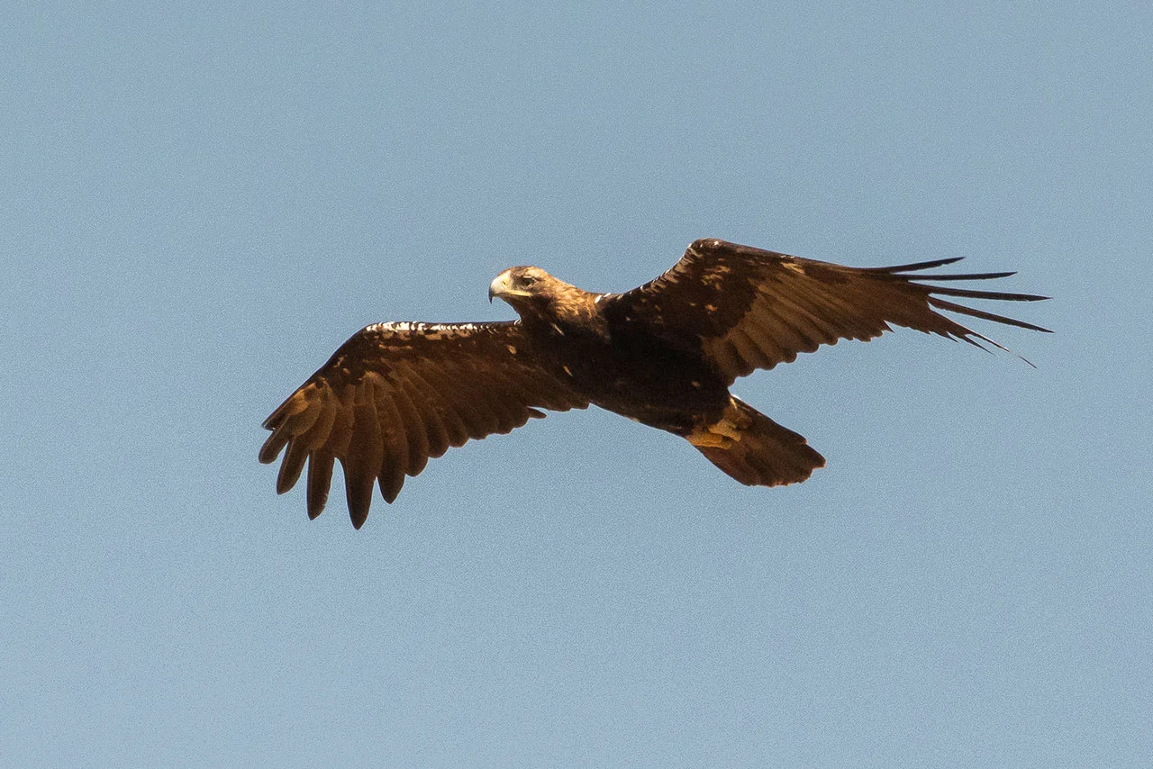 Águila imperial - Observación de aves - Wildmoral