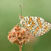 Taller fotográfico de mariposas - Wildmoral