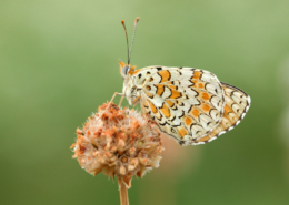 Taller fotográfico de mariposas - Wildmoral