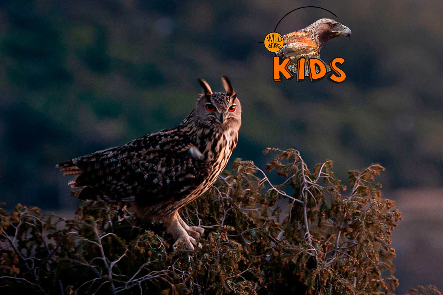Búho real – Observación de aves – Wildmoral KIDS