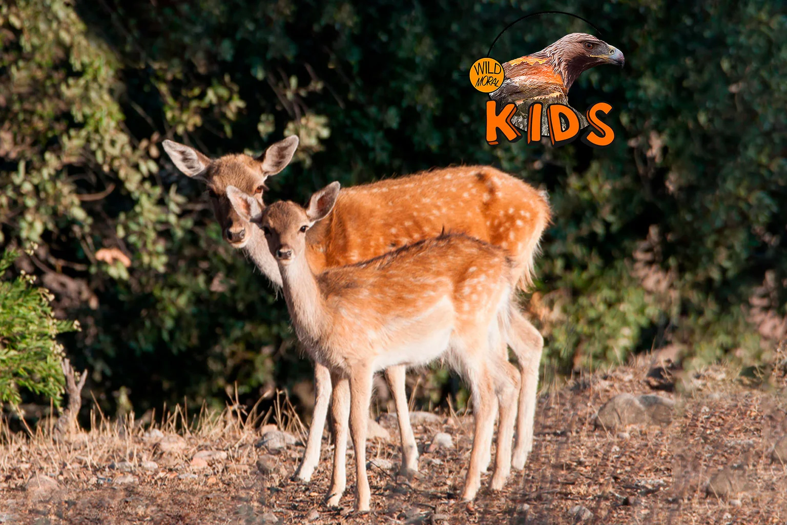 Gamo – Observación de fauna – Wildmoral KIDS