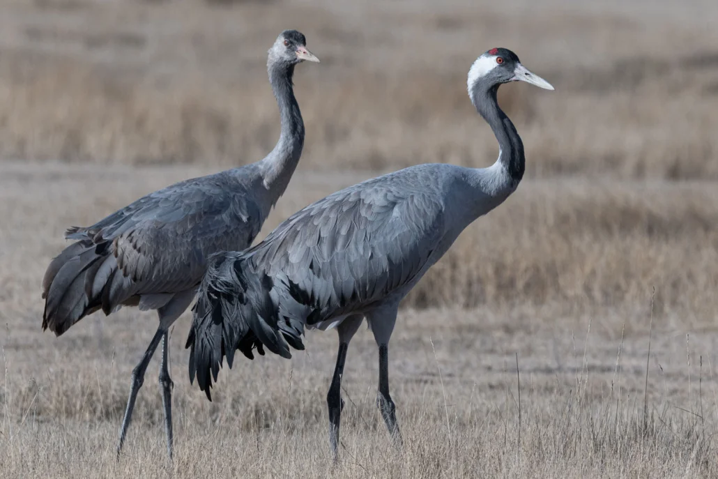 Naturaleza y Luz: Hide fotográfico, comedero y bebedero para aves (I)