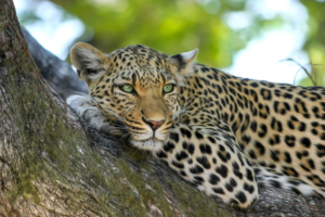 Leopardo-Tanzania