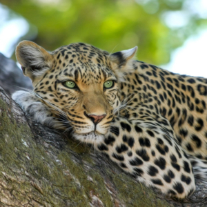 Leopardo-Tanzania