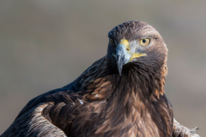 Herrerillo capuchino - Hide fotográfico El Corzo