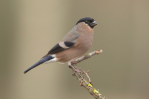 Camachuelo