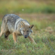 Lobo Finlandia