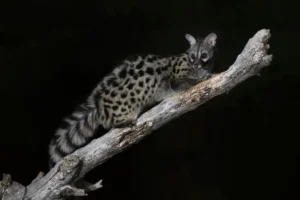 Herrerillo capuchino - Hide fotográfico El Corzo