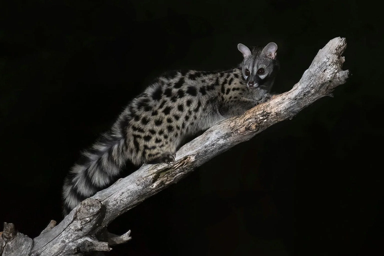 Herrerillo capuchino - Hide fotográfico El Corzo