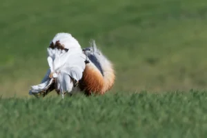 Herrerillo capuchino - Hide fotográfico El Corzo