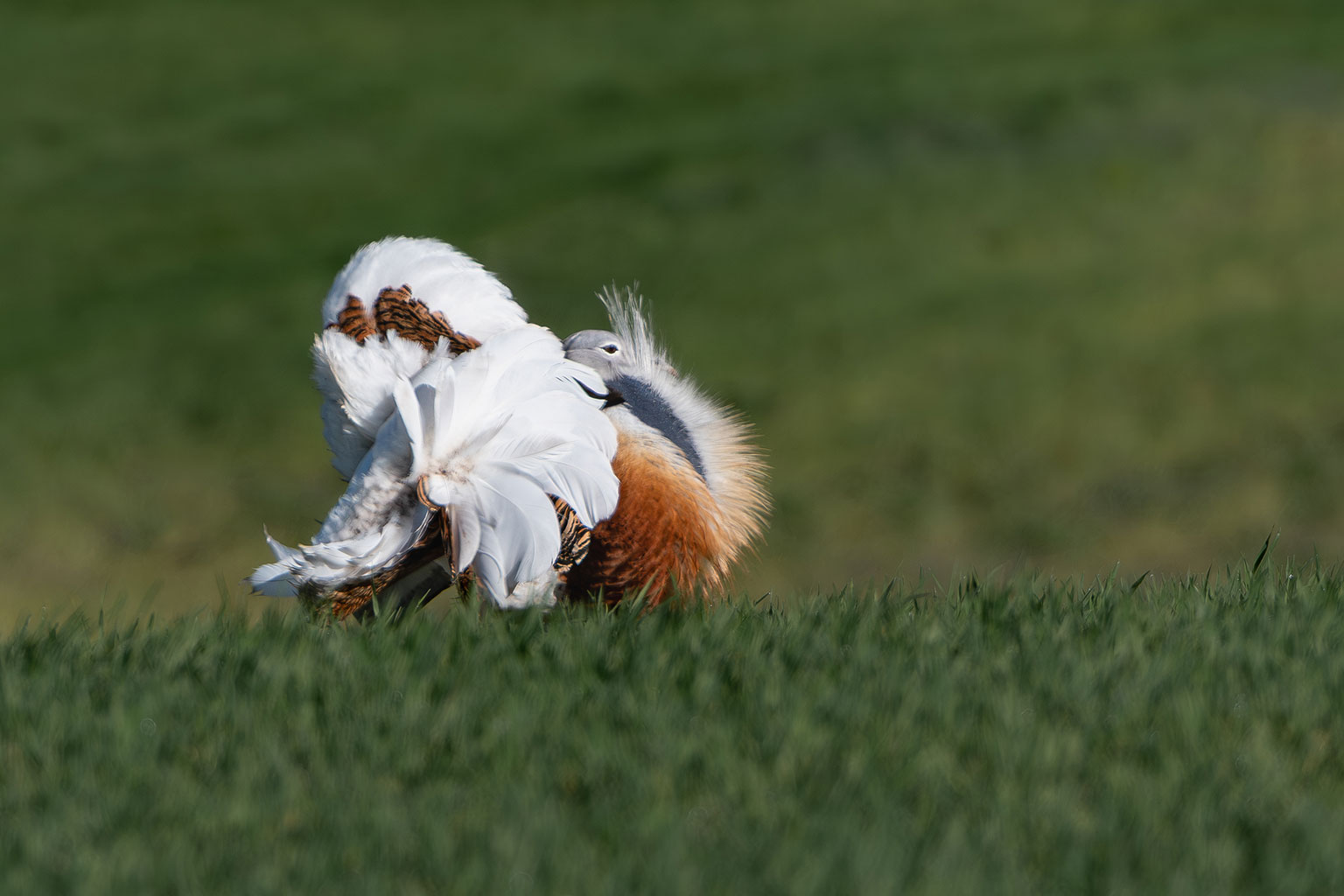 Herrerillo capuchino - Hide fotográfico El Corzo