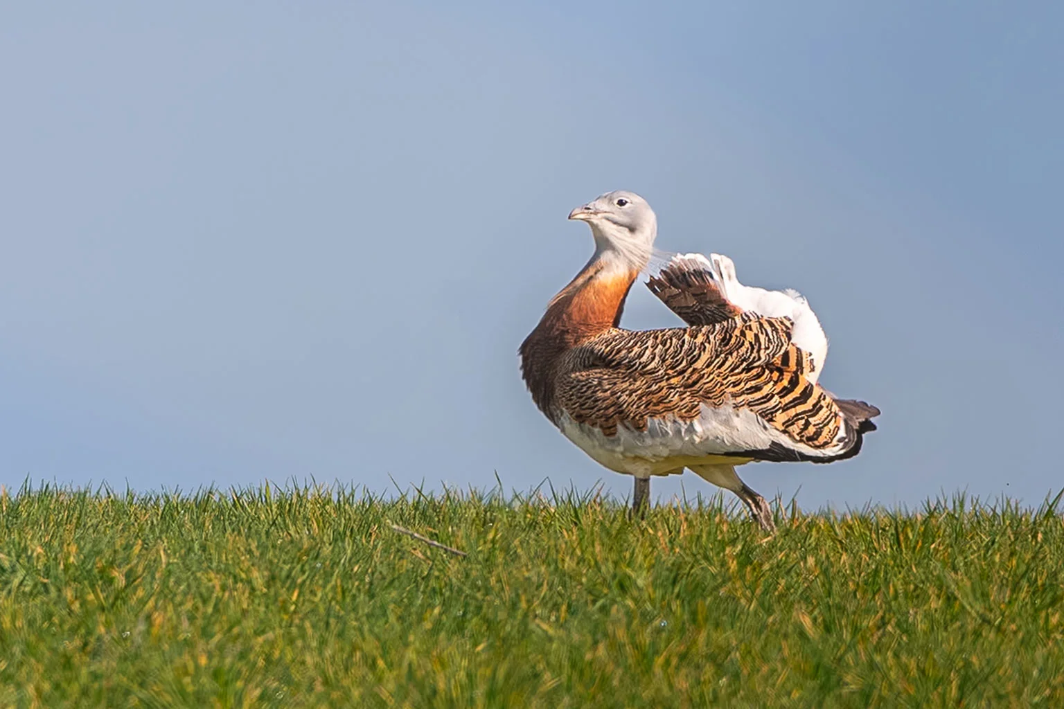 Herrerillo capuchino - Hide fotográfico El Corzo Herrerillo capuchino - Hide fotográfico El Corzo